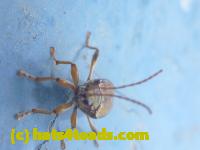 /home//u458753944/public_html/sourcegallery//////////////Insects and small critters/beetles (Coleoptera)/P1070833.JPG